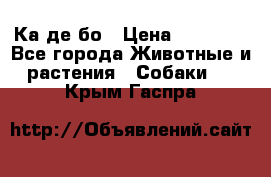 Ка де бо › Цена ­ 25 000 - Все города Животные и растения » Собаки   . Крым,Гаспра